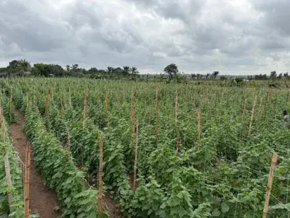 Campo Benin 5
