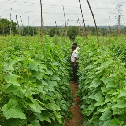 Benin field 1