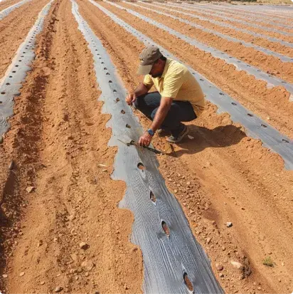 India field 2