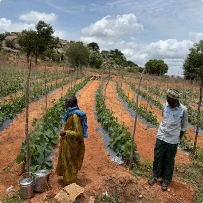 India field 1