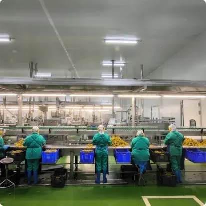 Trabajo végola